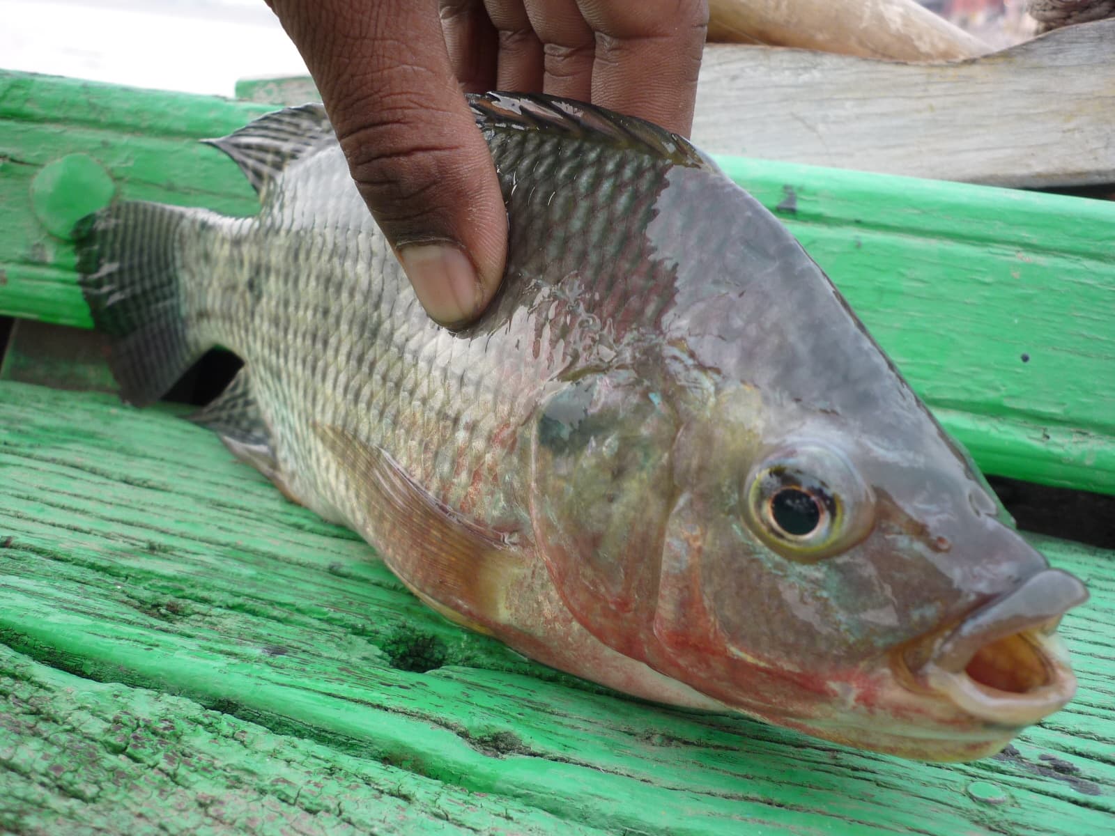 Wildlife photography from around the world