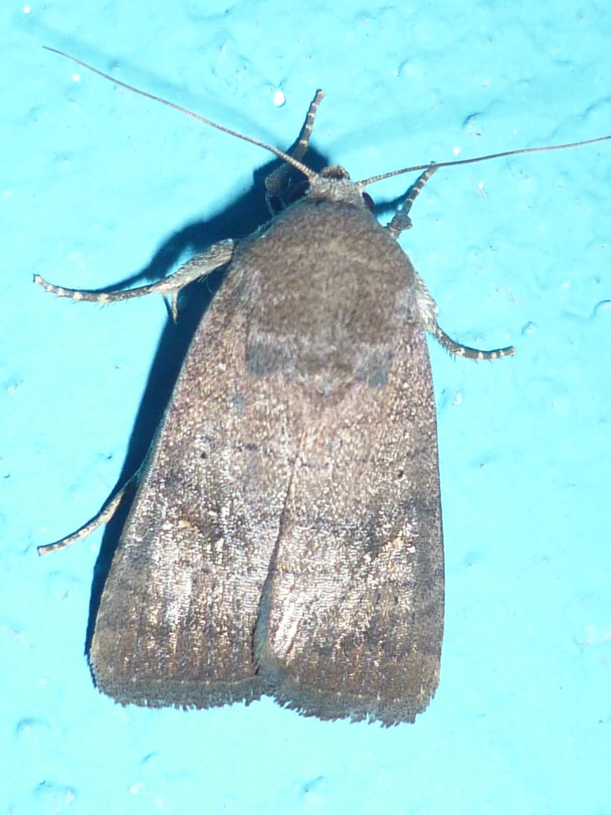 Moth or butterfly 12