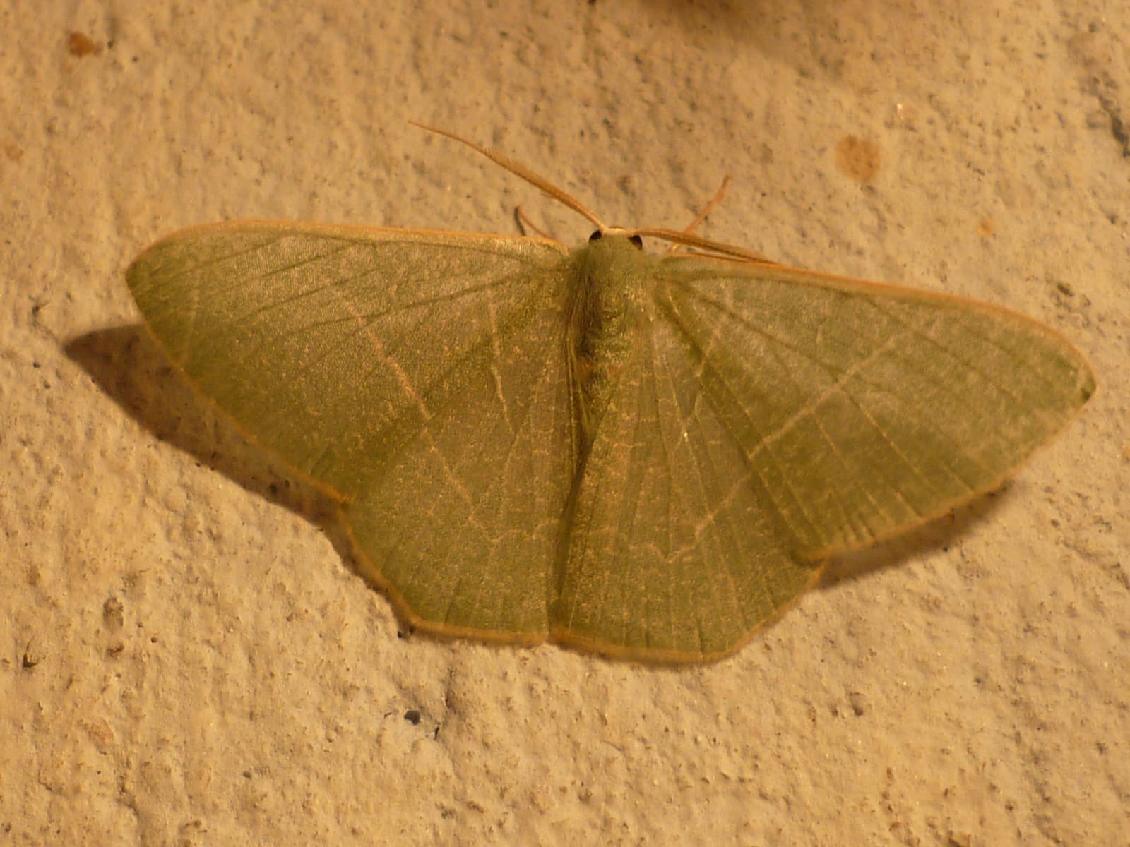 Moth or butterfly 7