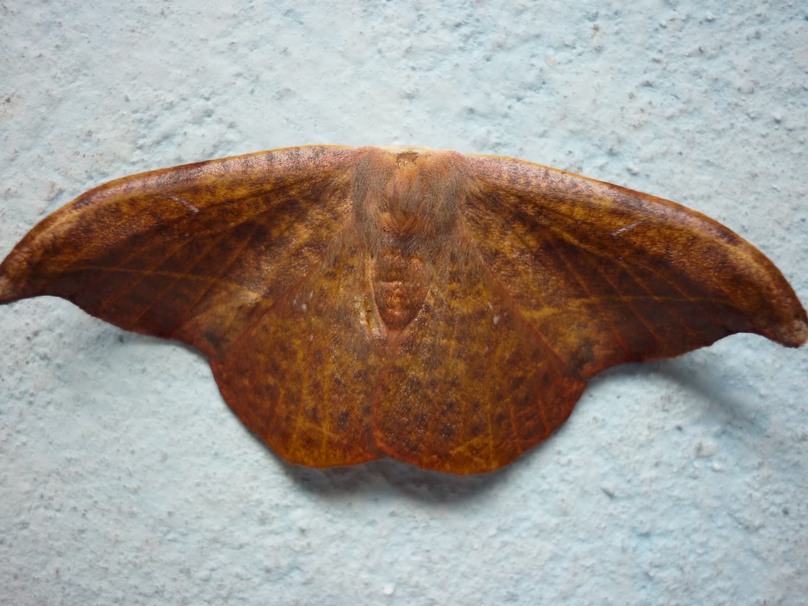 Moth or butterfly 11