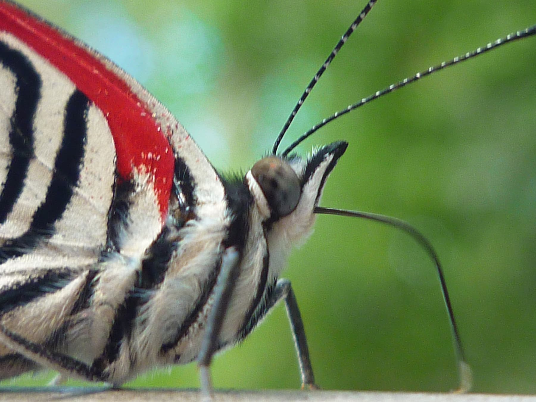 Moth or butterfly 29