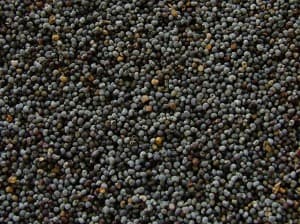 UAE controlled substances: Prison for poppy seeds