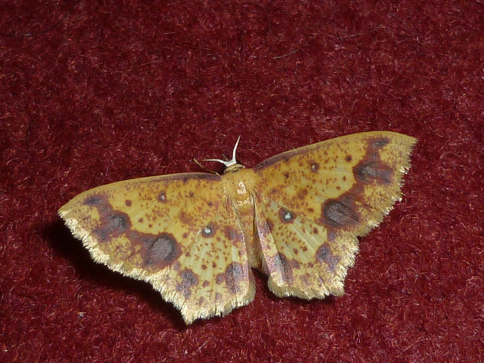 Moth or butterfly 20