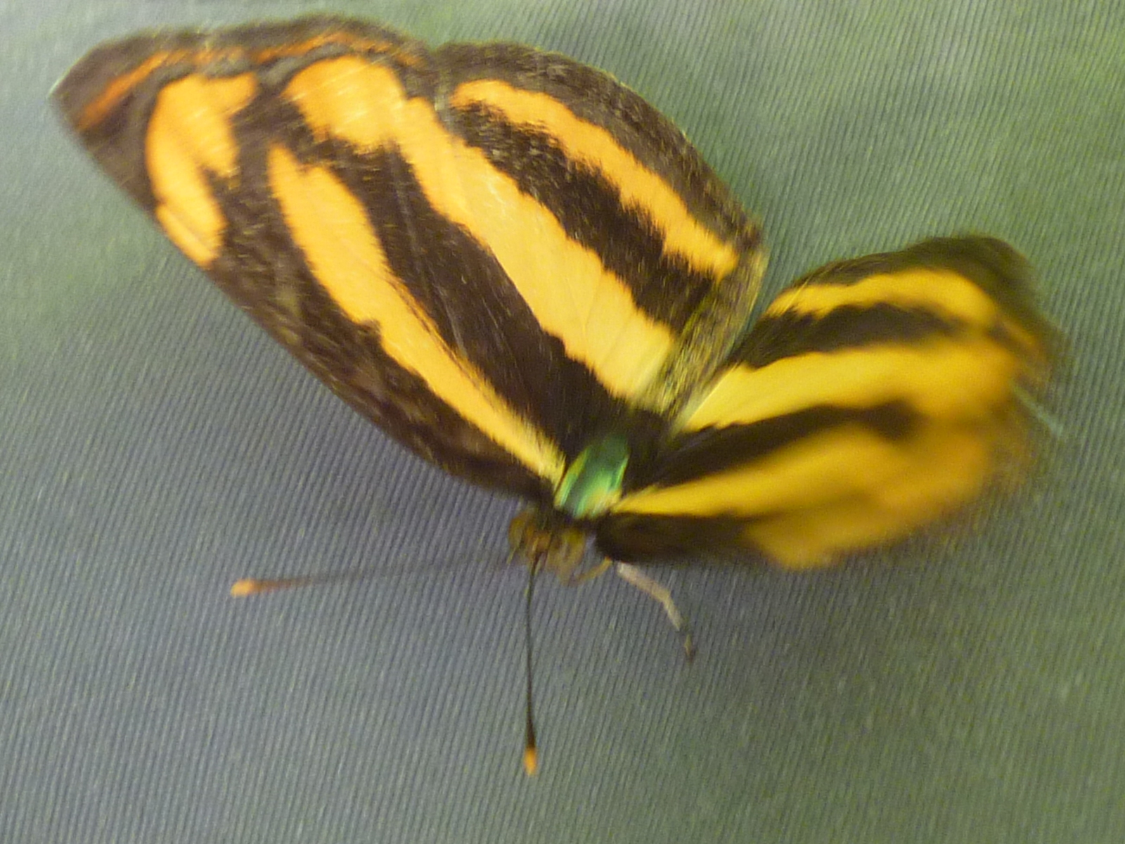 Moth or butterfly 15