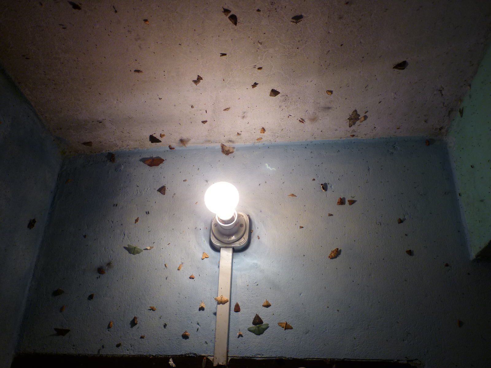 Moth or butterfly 21