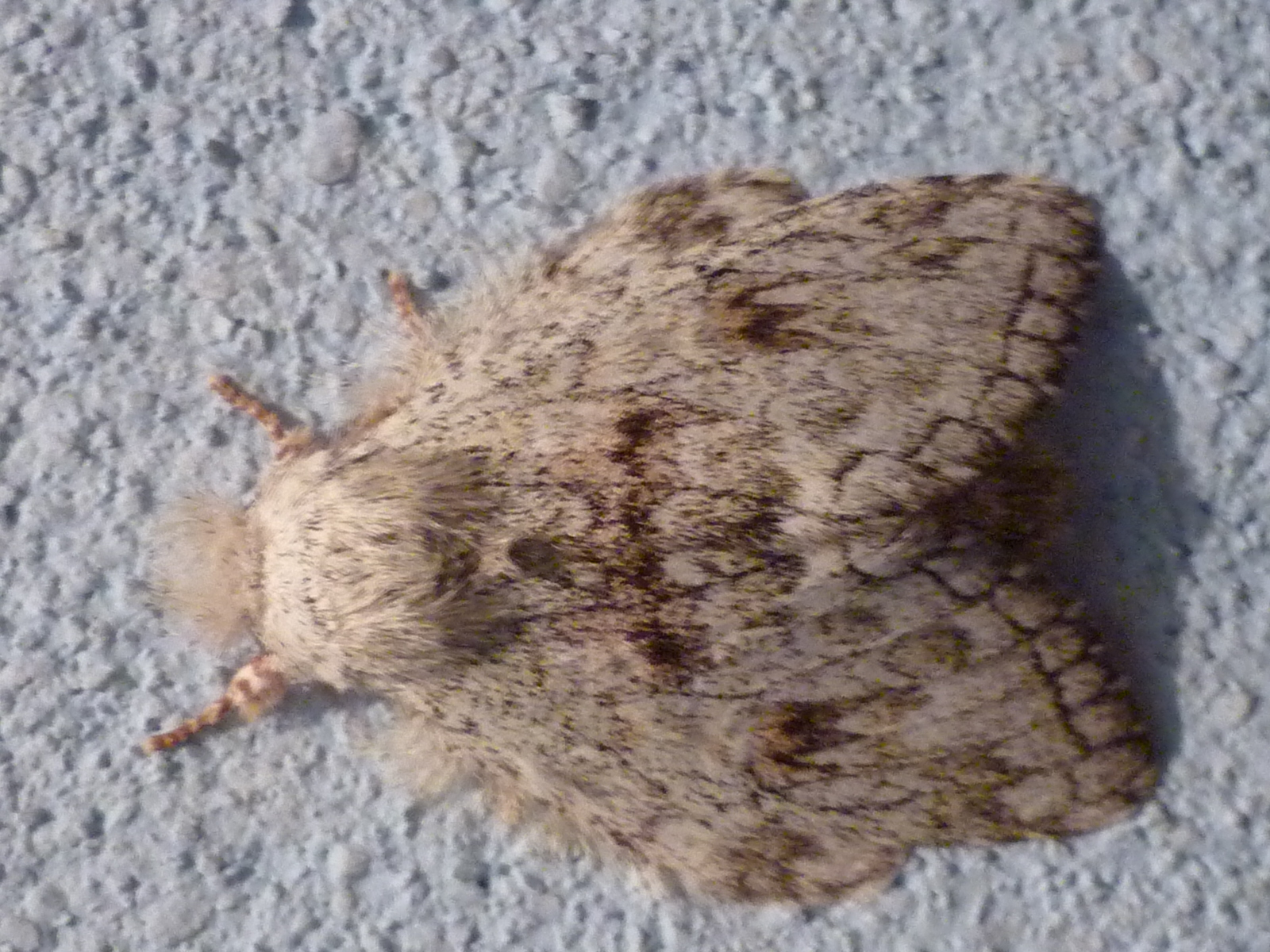 Moth or butterfly 10