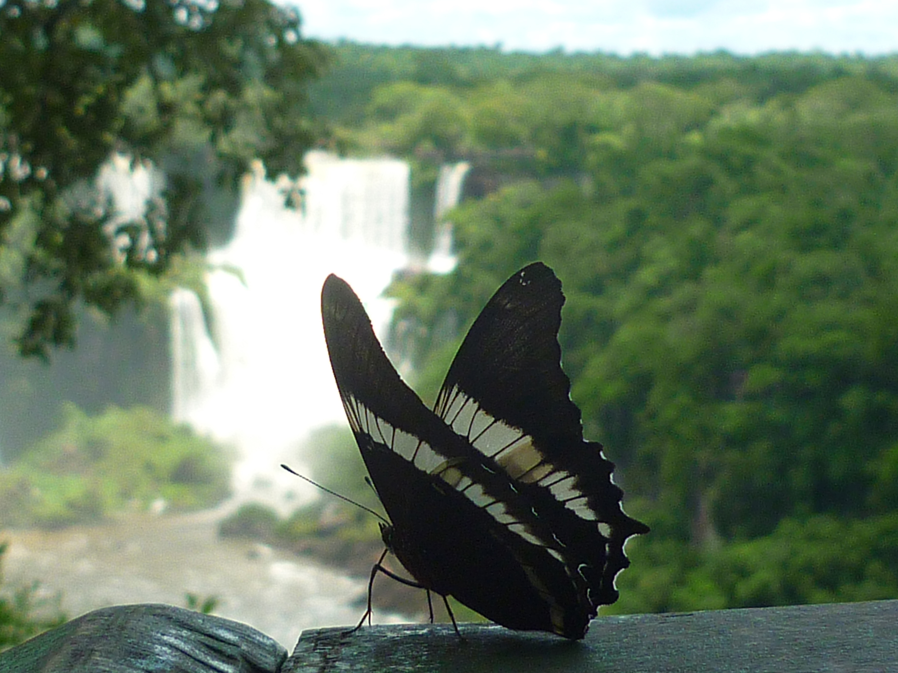 Moth or butterfly 26