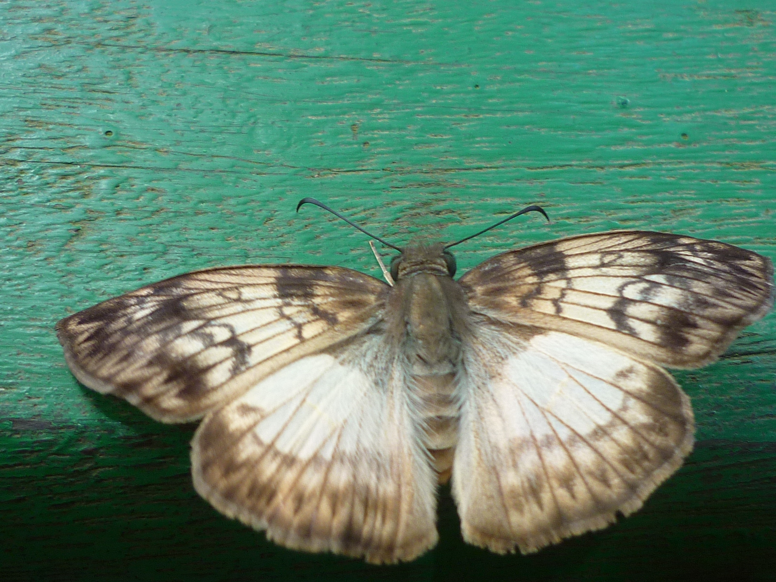Moth or butterfly 27