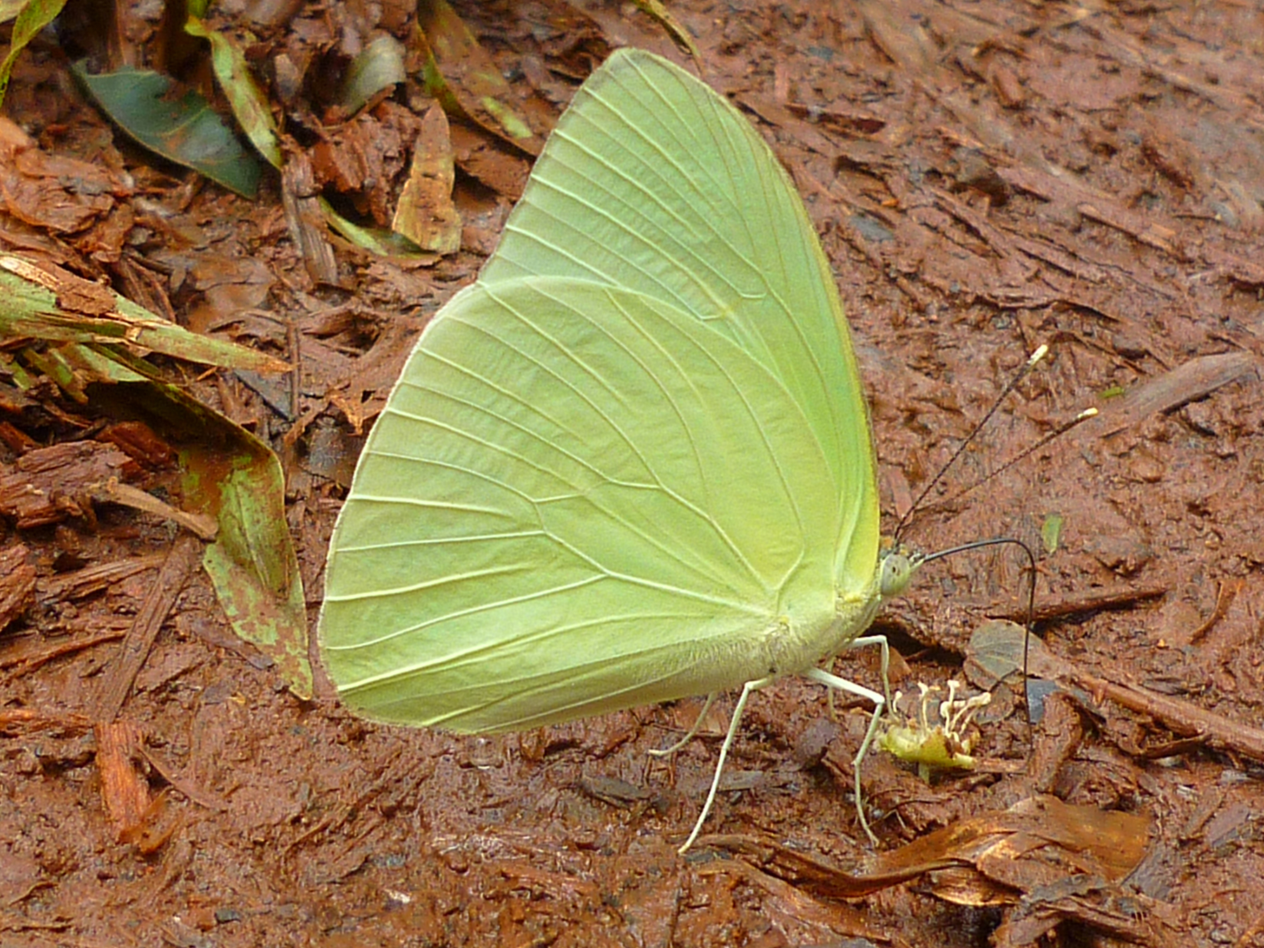 Moth or butterfly 24