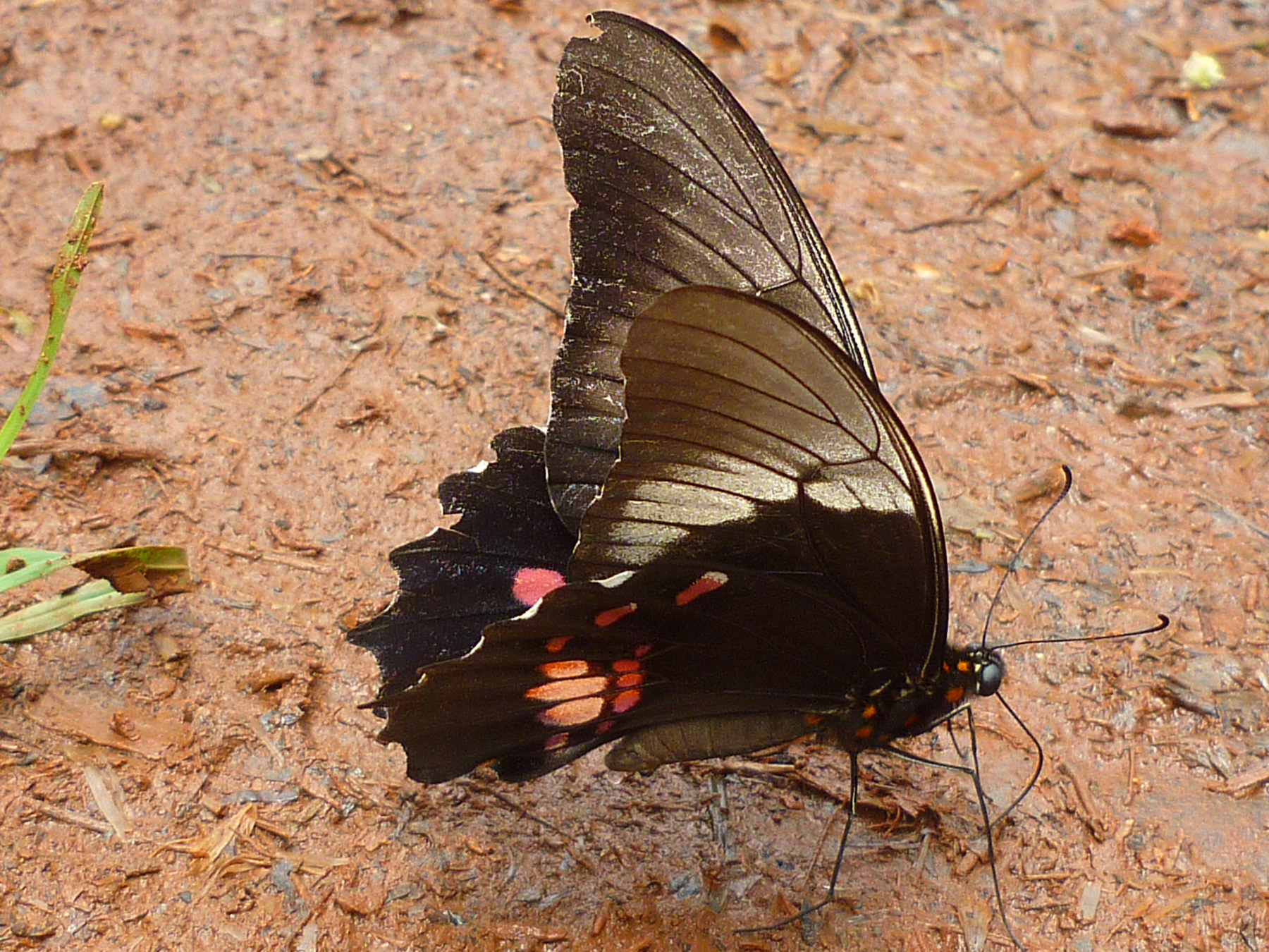 Moth or butterfly 32