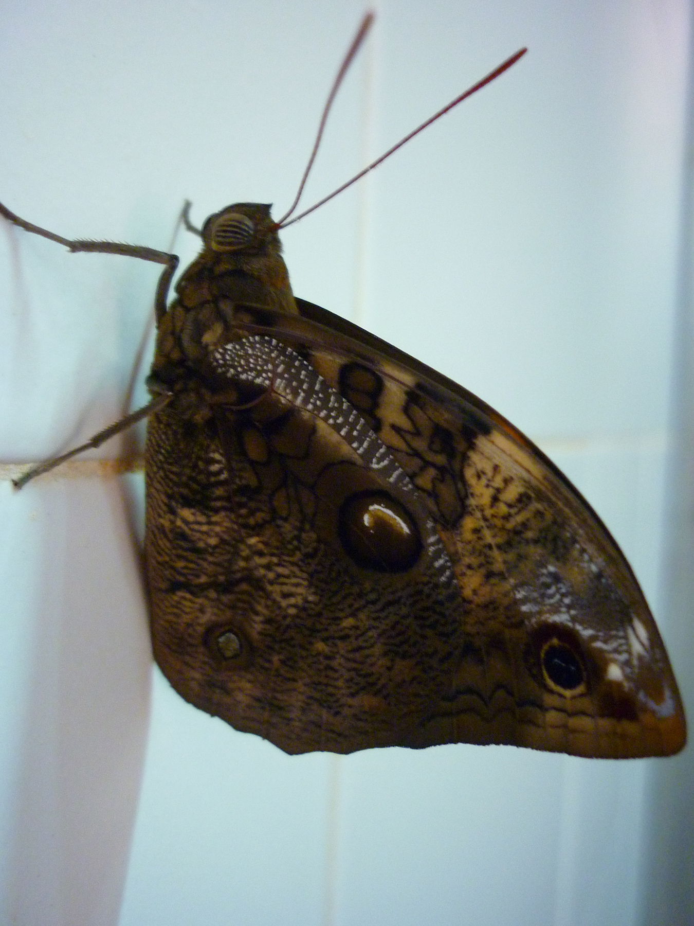 Moth or butterfly 33