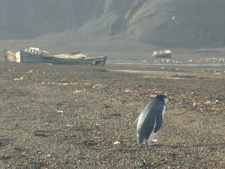 Antarctica (63°01'S 61°58'W)