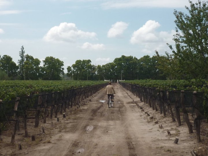 cycling through the vinyards