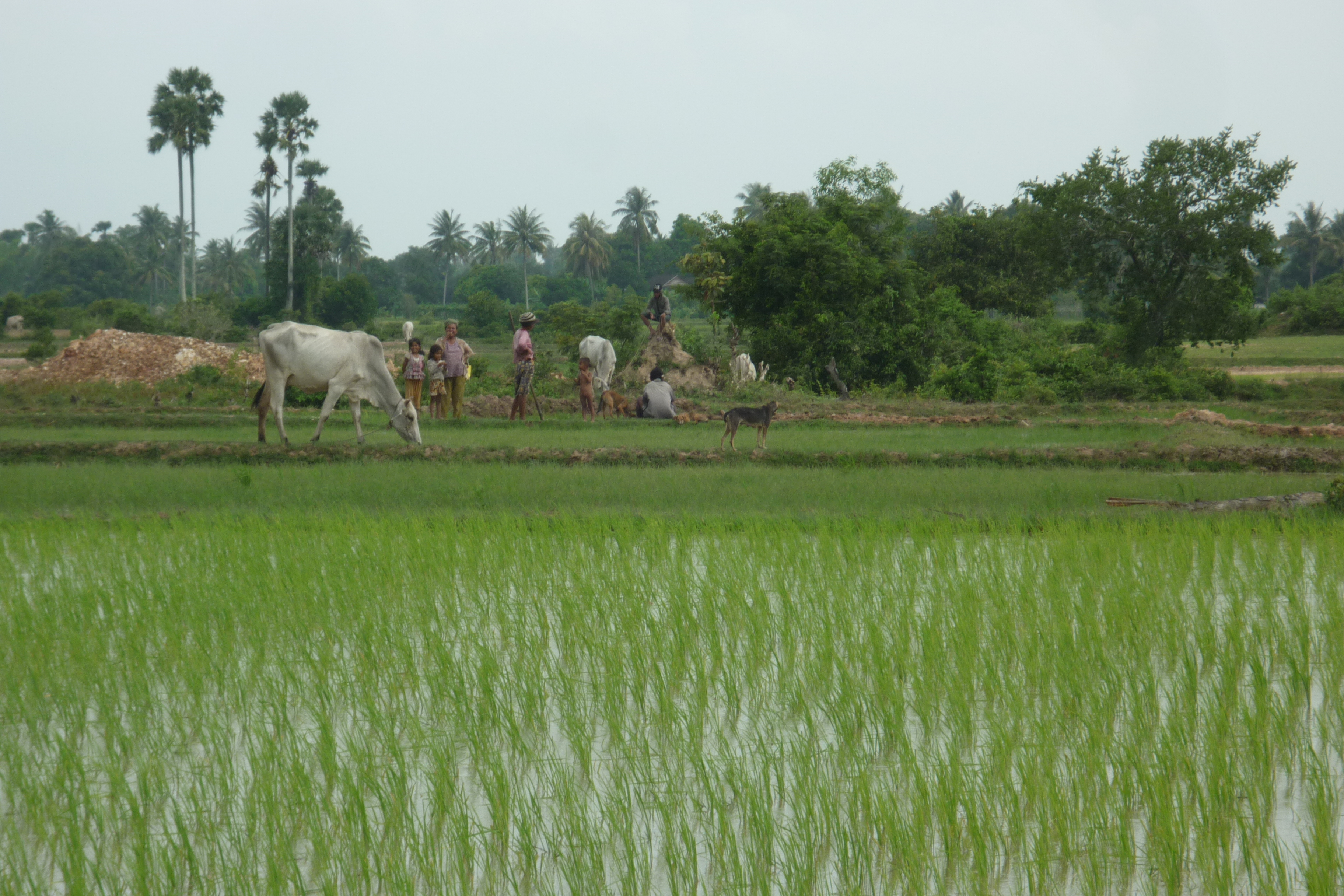 Free Rice for the world